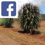 Picture related to Bana grass overlaid with the Facebook logo.
