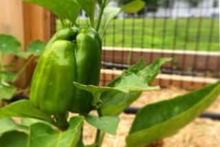 Potted bell pepper