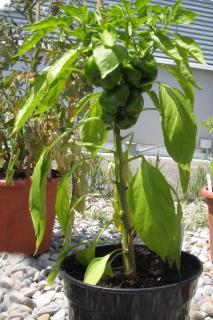 Potted bell pepper with fruit