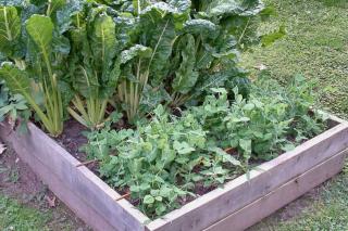 Best spot for the vegetable patch, location