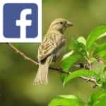 Picture related to Birds poisoning shrubs overlaid with the Facebook logo.