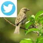 Picture related to Birds poisoning shrubs overlaid with the Twitter logo.