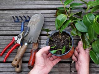 Camellia cuttings