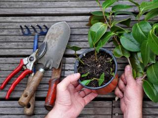 Camellia cuttings