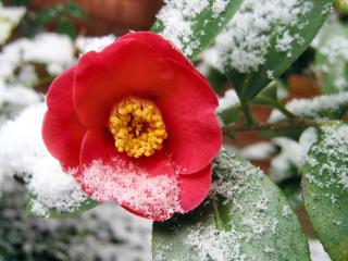Camellia winter care