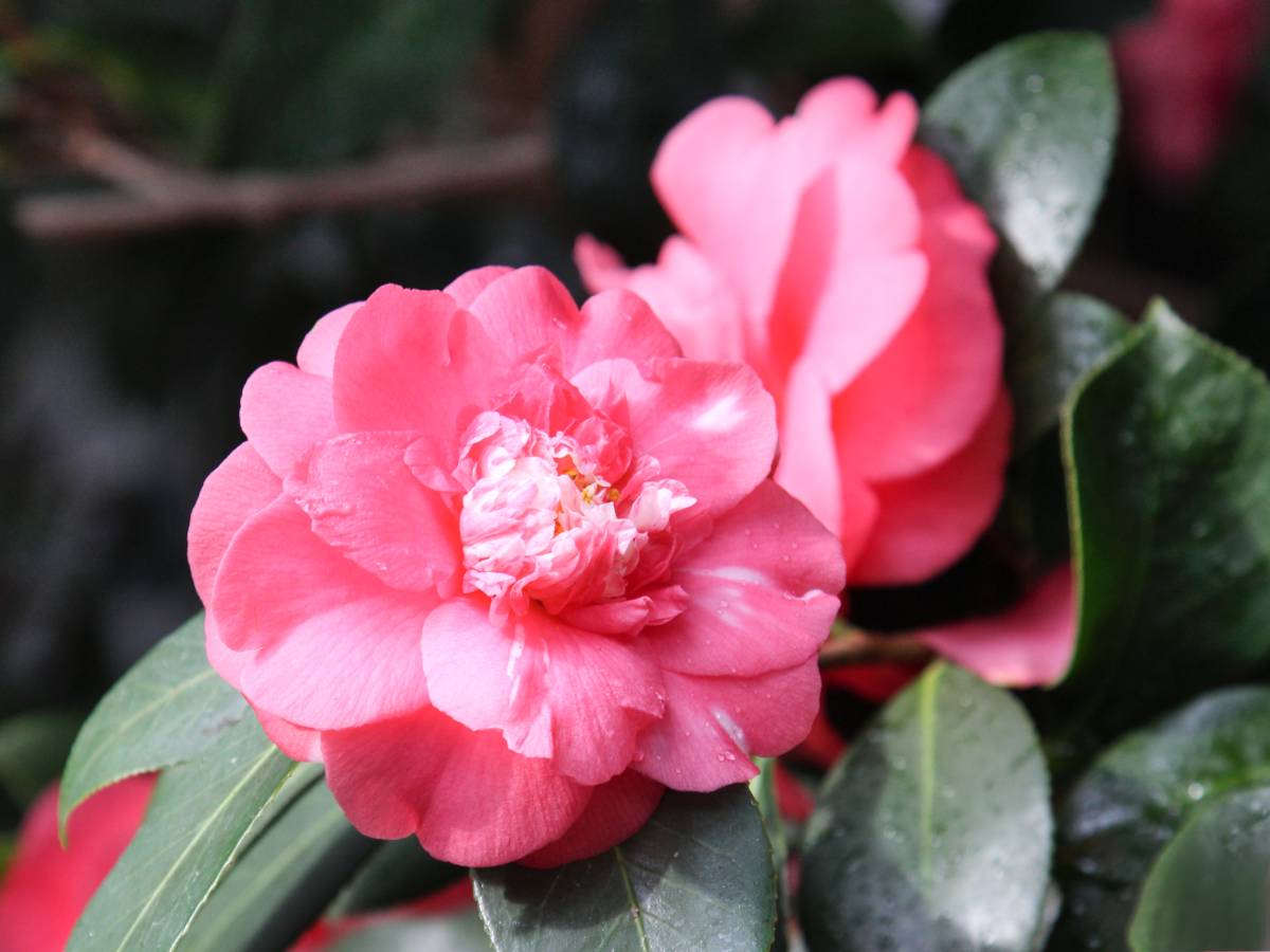 camellia