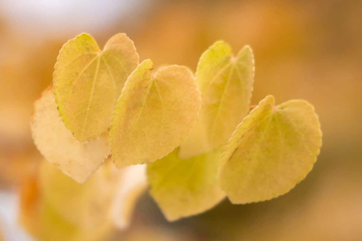 Yellow leaves of the caramel tree