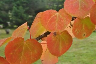 Orange caramel tree leaves