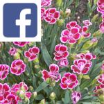Picture related to Carnation overlaid with the Facebook logo.