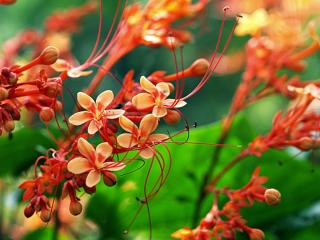 Different clerodendrum varieties