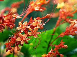 Different clerodendrum varieties