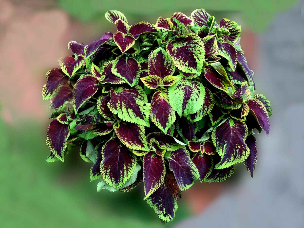 Coleus, painted nettle