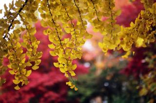 Ginkgo maidenhair, a colorful yellow tree