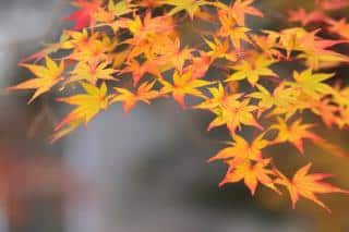 Golden orange and red leaves