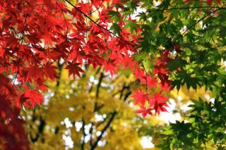 Colorful trees