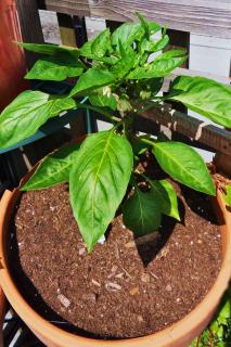 Bell pepper varieties for container growing