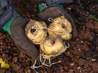 Planting crown imperial