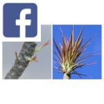 Picture related to D. marginata bicolor overlaid with the Facebook logo.