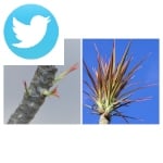 Picture related to D. marginata bicolor overlaid with the Twitter logo.