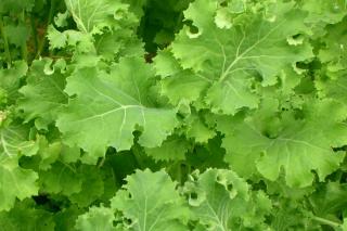 Daubenton kale