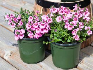 Diascia in a pot