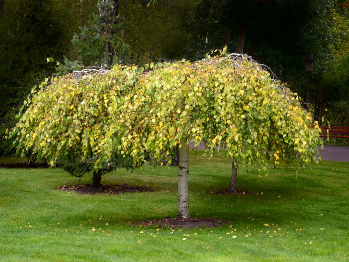 Dwarf weeping tree