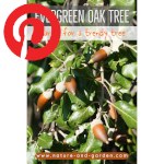 Picture related to Evergreen oak overlaid with the Pinterest logo.