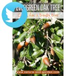 Picture related to Evergreen oak overlaid with the Twitter logo.