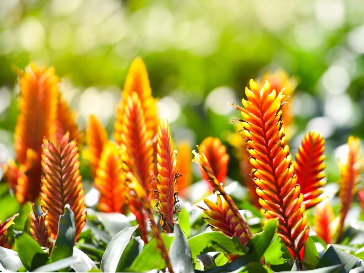 Flaming sword plant