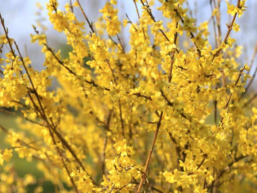 Forsythia