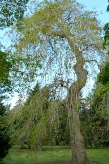 Fraxinus weeping dwarf tree