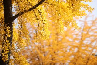 Ginkgo, yet another tree with yellow leaves