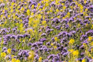 Green fertilizer helps a lot, here phacelia and white mustard