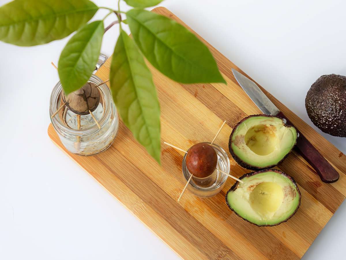 grow avocado from seed