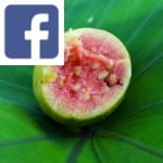 Picture related to Health benefits of guava overlaid with the Facebook logo.