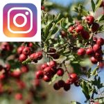 Picture related to Hawthorn overlaid with the Instagram logo.