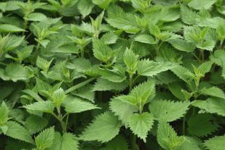 Growing nettle for its health benefits