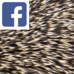 Picture related to Hedgehog overlaid with the Facebook logo.
