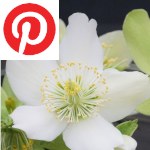 Picture related to Hellebore overlaid with the Pinterest logo.