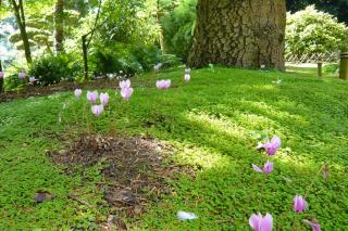 Ground cover helxine