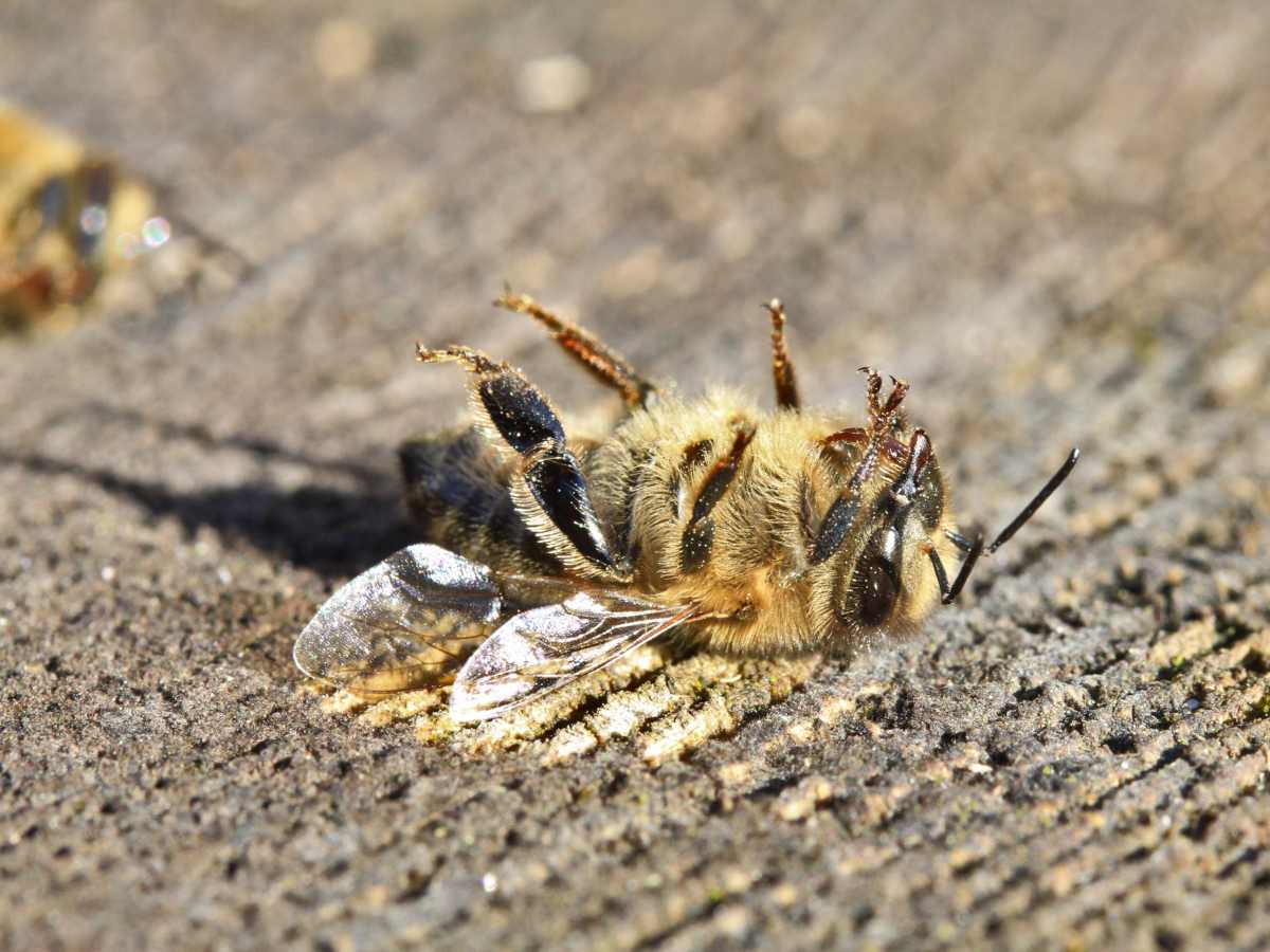 How to save bees