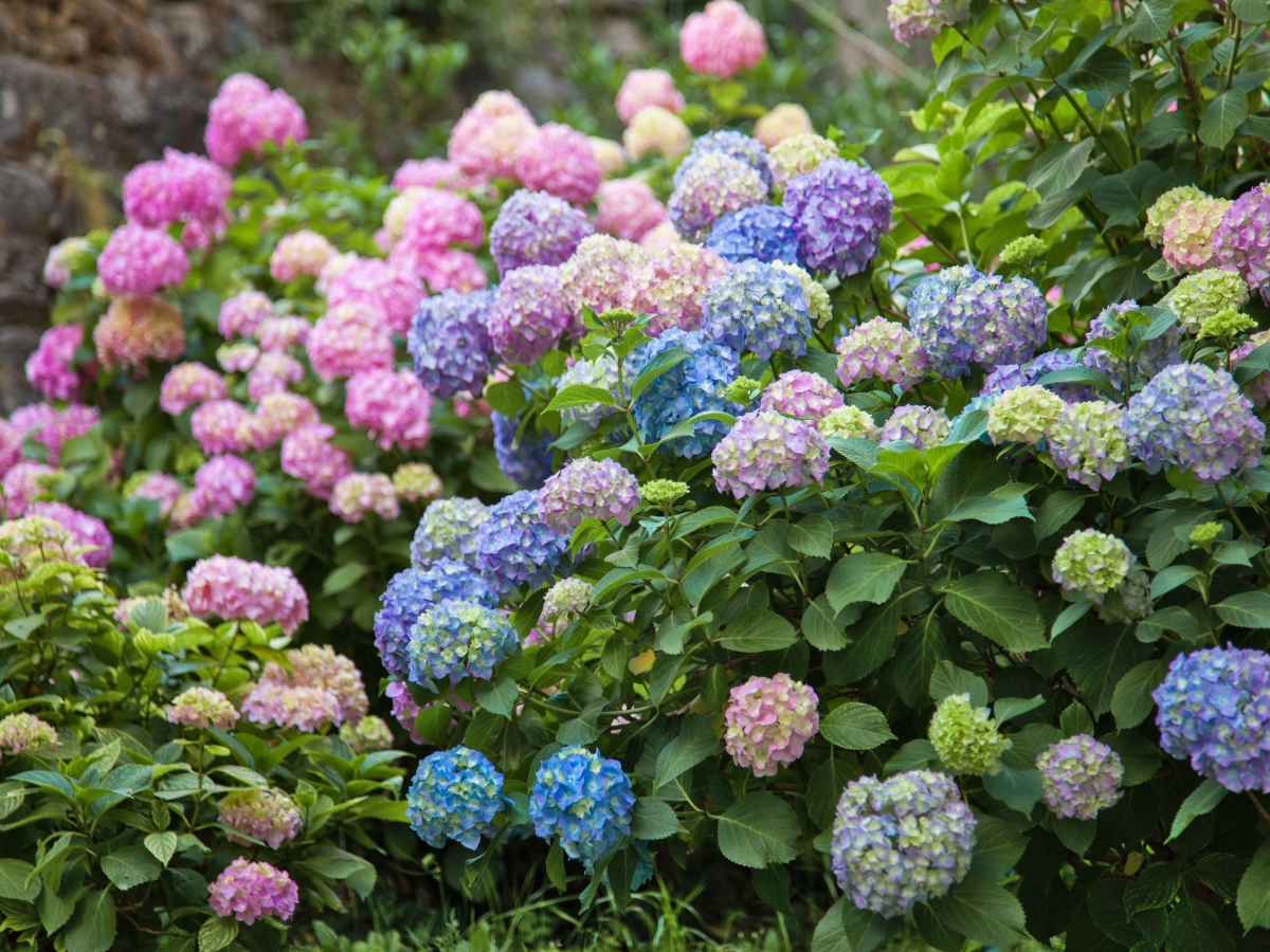 hydrangea