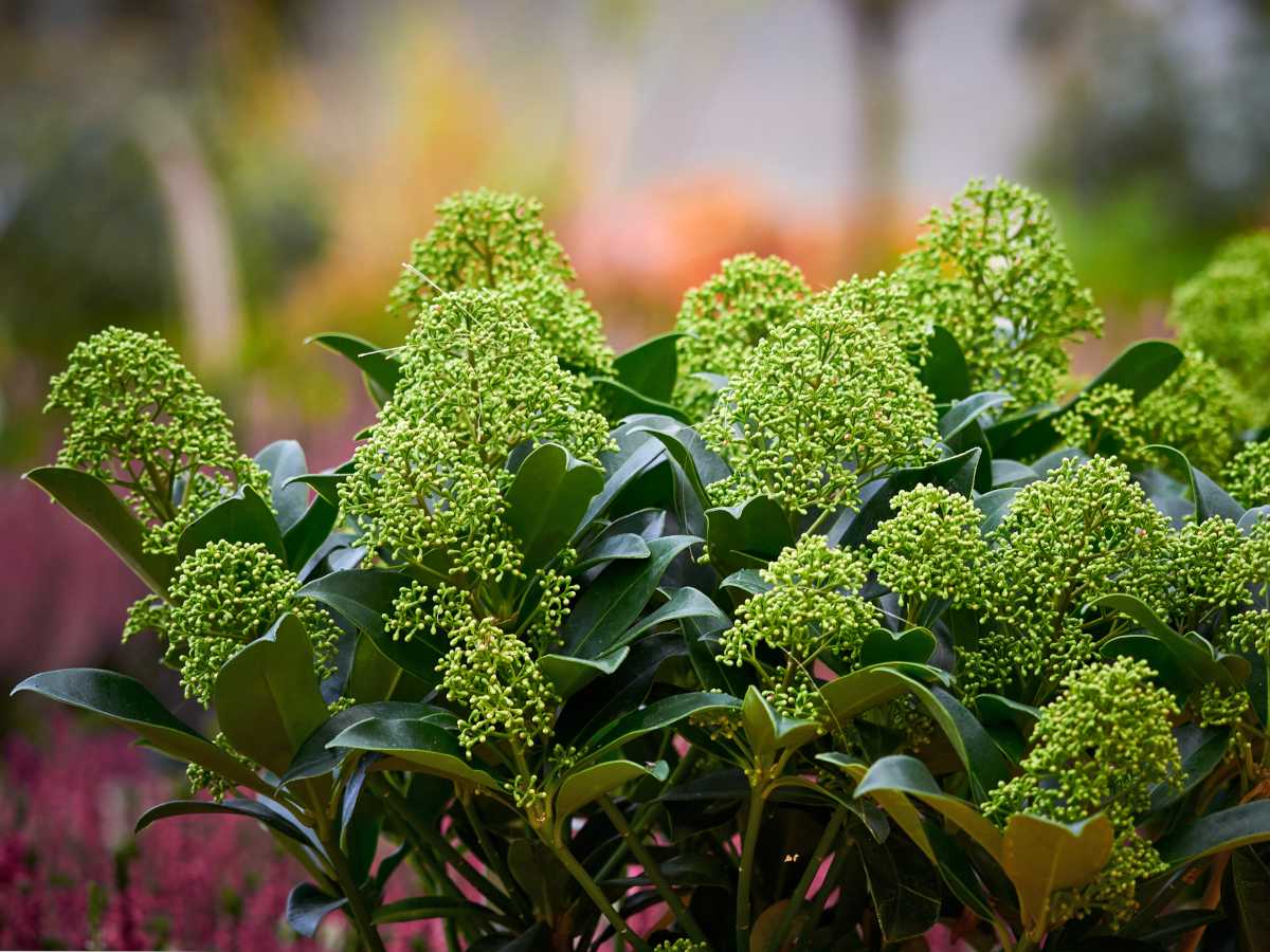 Japanese skimmia