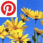 Picture related to Jerusalem artichoke overlaid with the Pinterest logo.