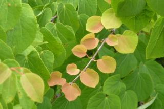 Landscaping uses of the caramel tree