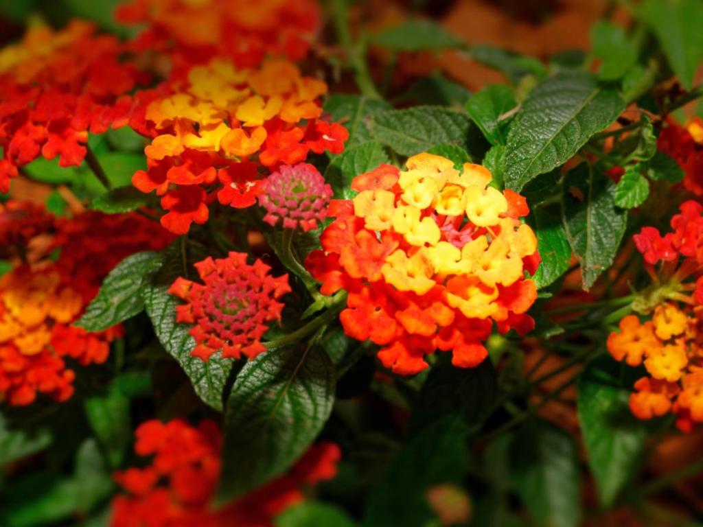 Lantana planting care