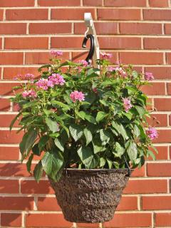 Lantana pot