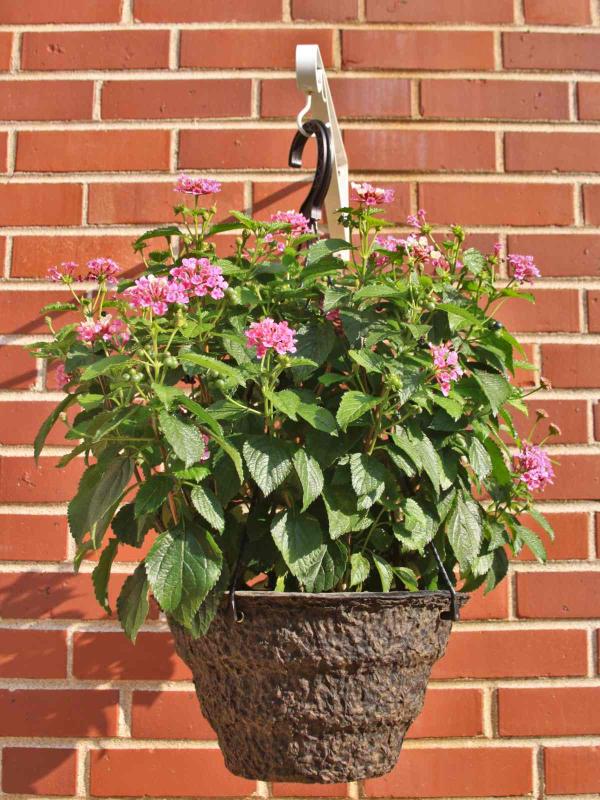 Lantana pot