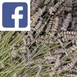 Picture related to Lavender clarifications overlaid with the Facebook logo.
