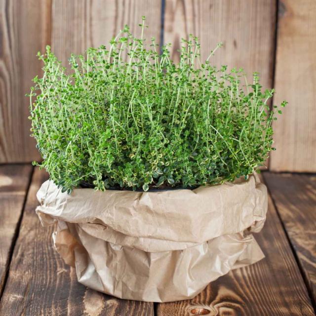 lemon thyme pot